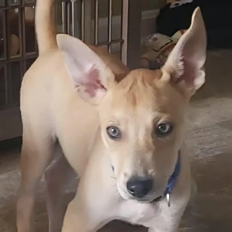 A baby medium-sized male Apricot / Beige German Shepherd Dog dog named Fito for adoption in Sunderland, MD