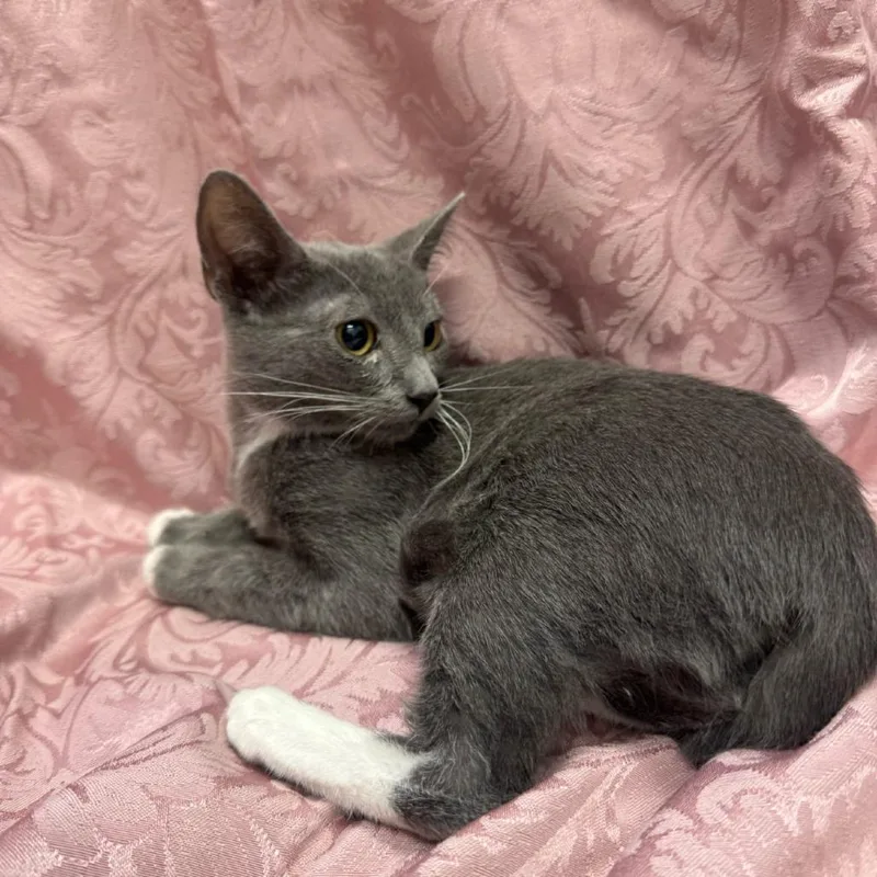 A baby small-sized female Gray / Blue / Silver Domestic Short Hair cat named Current for adoption in Brea, CA