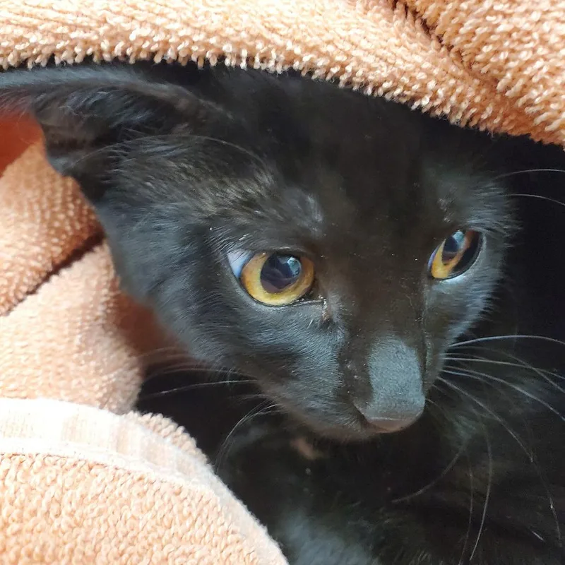 A baby small-sized female Black Domestic Short Hair cat named Ares for adoption in Oshkosh, WI