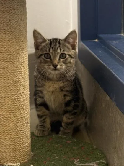 A young small-sized male Domestic Short Hair cat named Chili Pepper for adoption in King William, VA