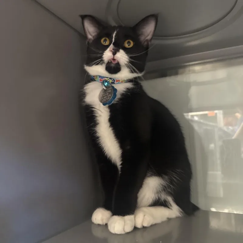 A young small-sized male Black Domestic Short Hair cat named G Jonathan for adoption in Port Washington, NY