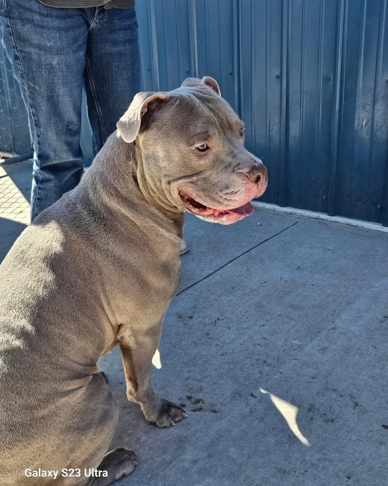 An adult large-sized male Apricot / Beige Pit Bull Terrier dog named Beef Cake for adoption in Tama, IA