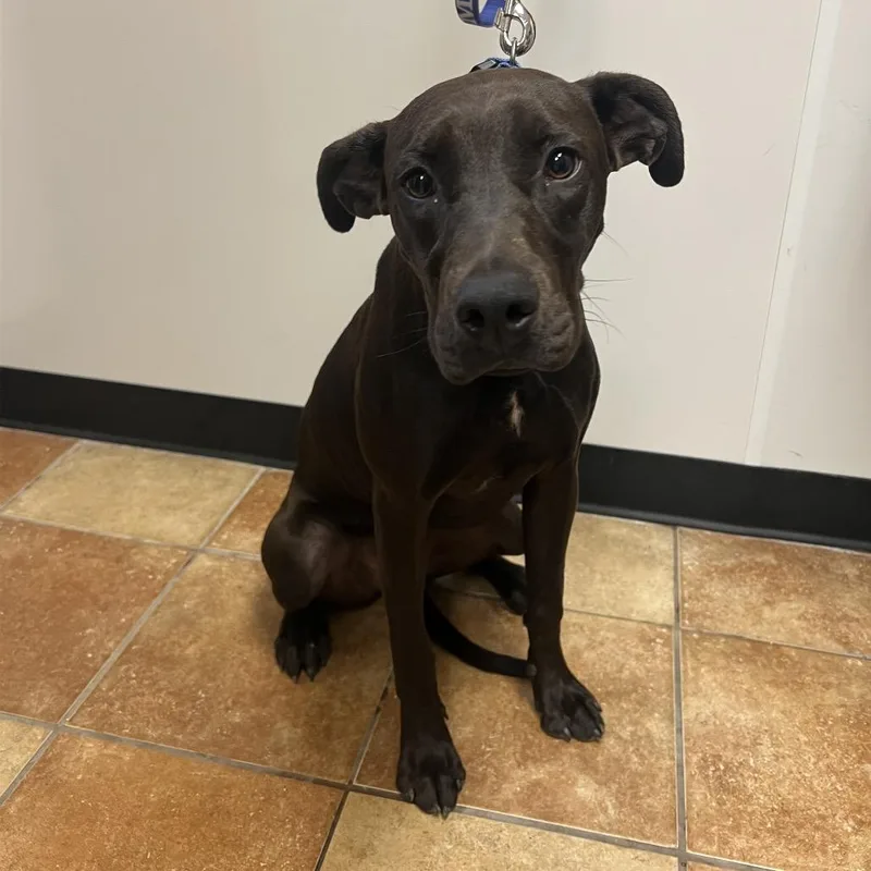 An adult medium-sized female Black Labrador Retriever dog named FWT Ember for adoption in Midland, TX