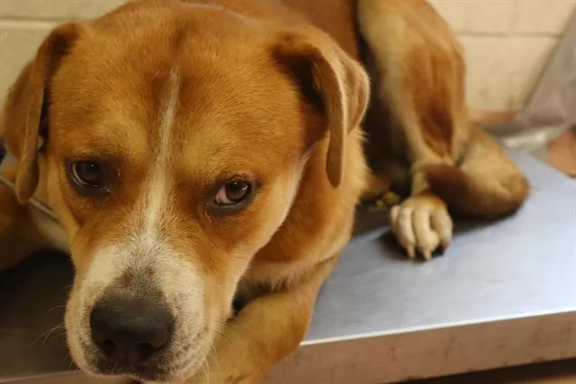 A young large-sized male Mixed Breed dog named Jumba for adoption in Columbia, SC