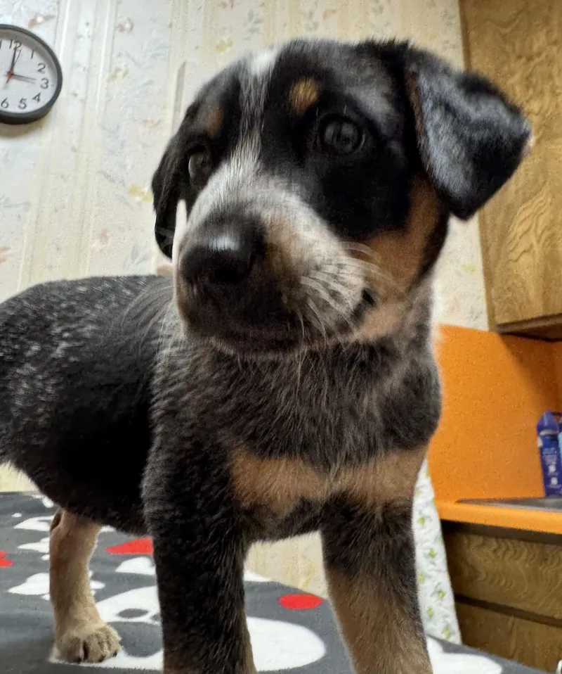 A baby medium-sized female Merle (Blue) Australian Cattle Dog / Blue Heeler dog named Violet for adoption in Elk Grove, CA
