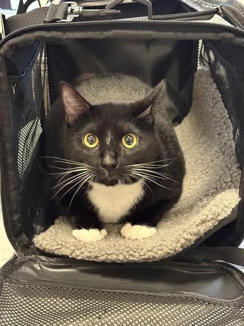 A young medium-sized male Domestic Short Hair cat named Figaro for adoption in Forney, TX