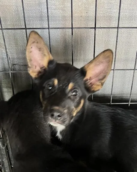 A baby medium-sized female German Shepherd Dog dog named Danica for adoption in Carnegie, OK