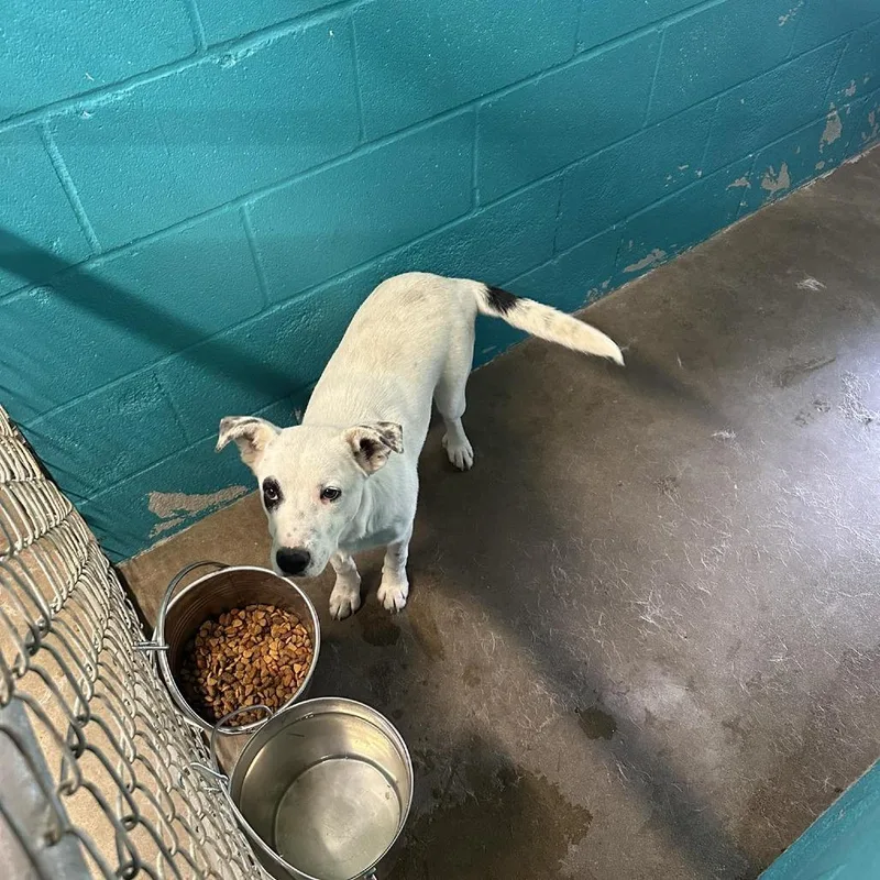 A baby medium-sized male White / Cream Terrier dog named Petey for adoption in Austin, TX