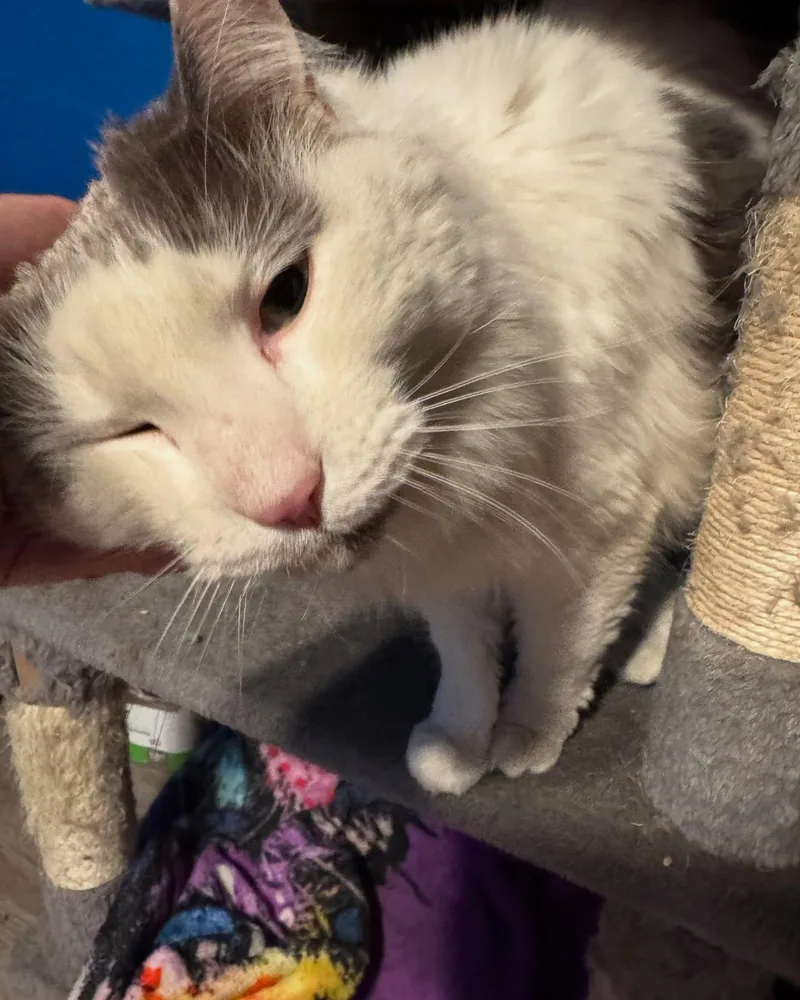 An adult medium-sized female Gray & White Domestic Long Hair cat named Powder for adoption in Rochester, NY