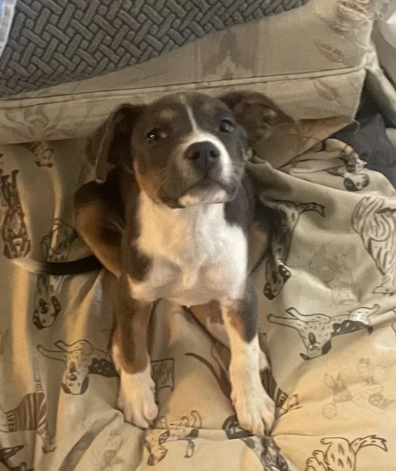 Dakota