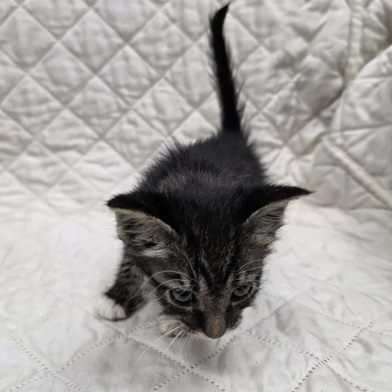 A baby small-sized female Black Domestic Short Hair cat named Nutmeg for adoption in Jupiter, FL