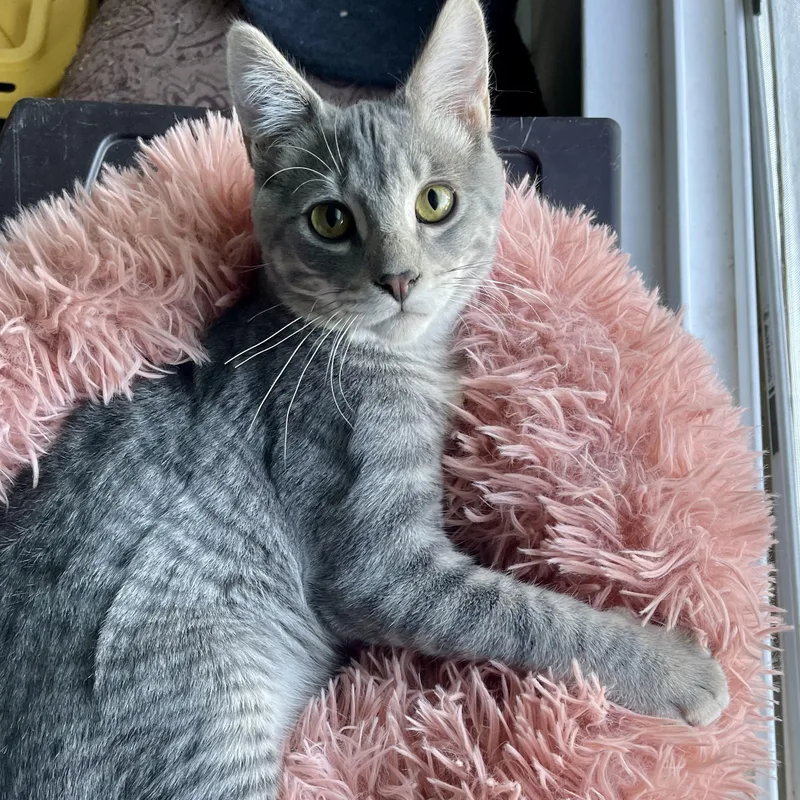 A baby medium-sized male Tabby (Gray / Blue / Silver) Domestic Short Hair cat named Simba for adoption in Pocatello, ID