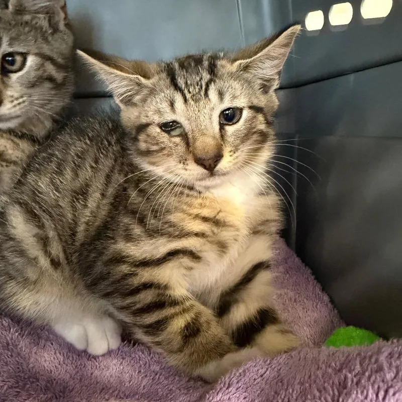 A baby small-sized male Brown / Chocolate Domestic Short Hair cat named "Orville" for adoption in Perkiomenville, PA