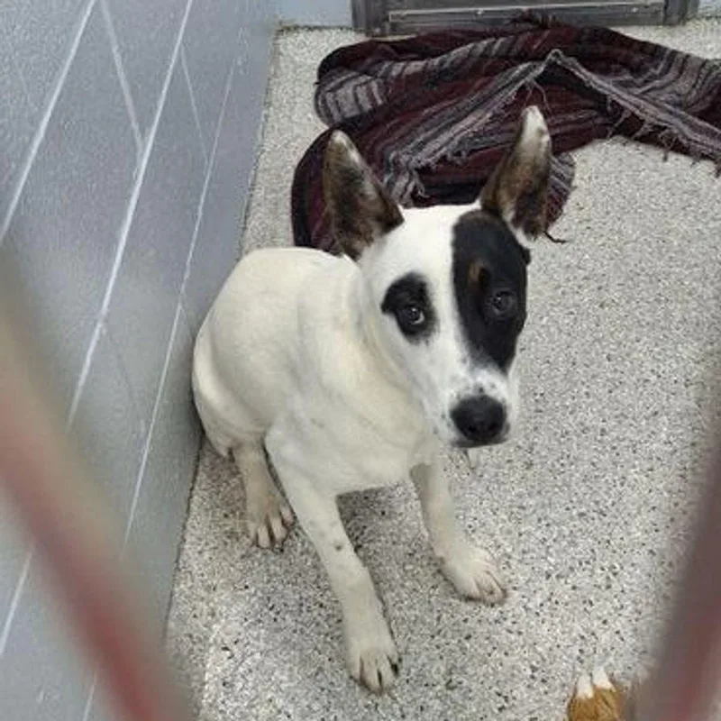 A young medium-sized male Tricolor (Brown, Black, & White) Australian Cattle Dog / Blue Heeler dog named Chico for adoption in Lake Havasu City, AZ