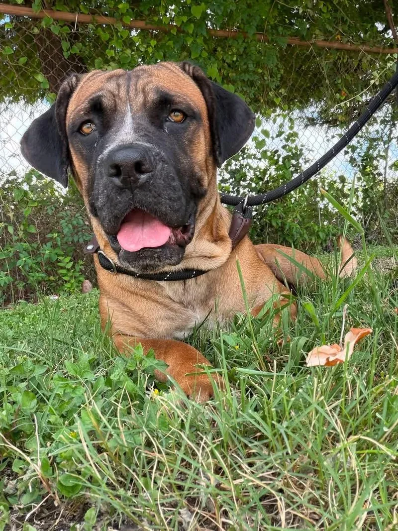 An adult large-sized female Black Mastiff dog named Elsie for adoption in South Houston, TX