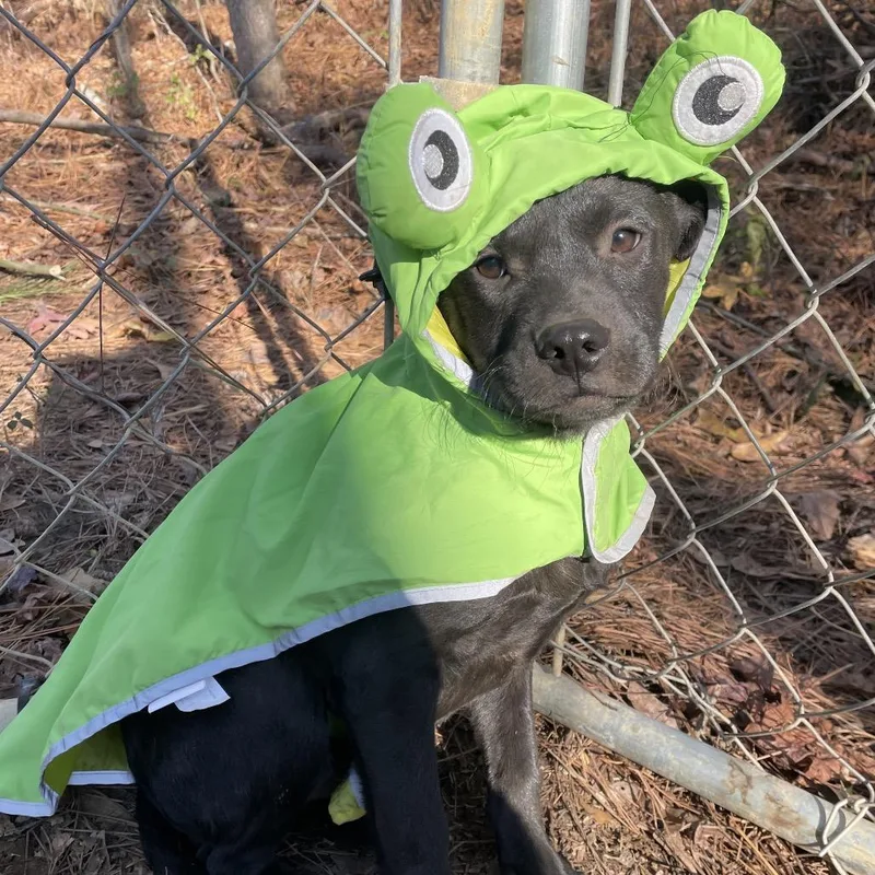 Basil