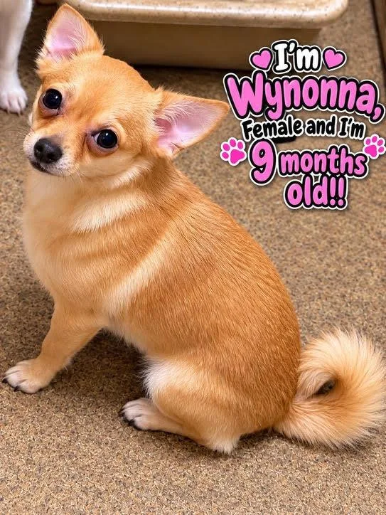 A baby small-sized female Pomeranian dog named Wynonna for adoption in Cedarburg, WI