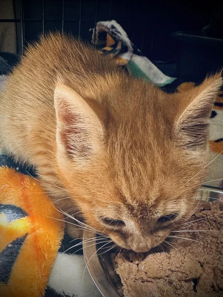Bongo thumbnail 2