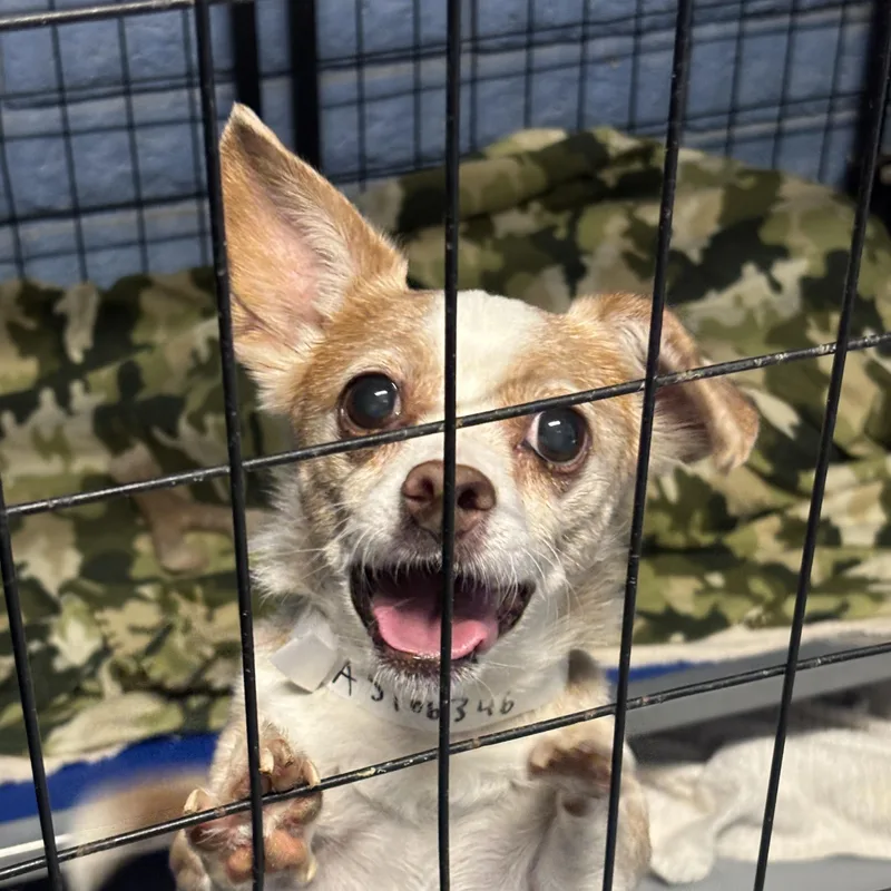 An adult small-sized female Chihuahua dog named Kiwi for adoption in Phoenix, AZ