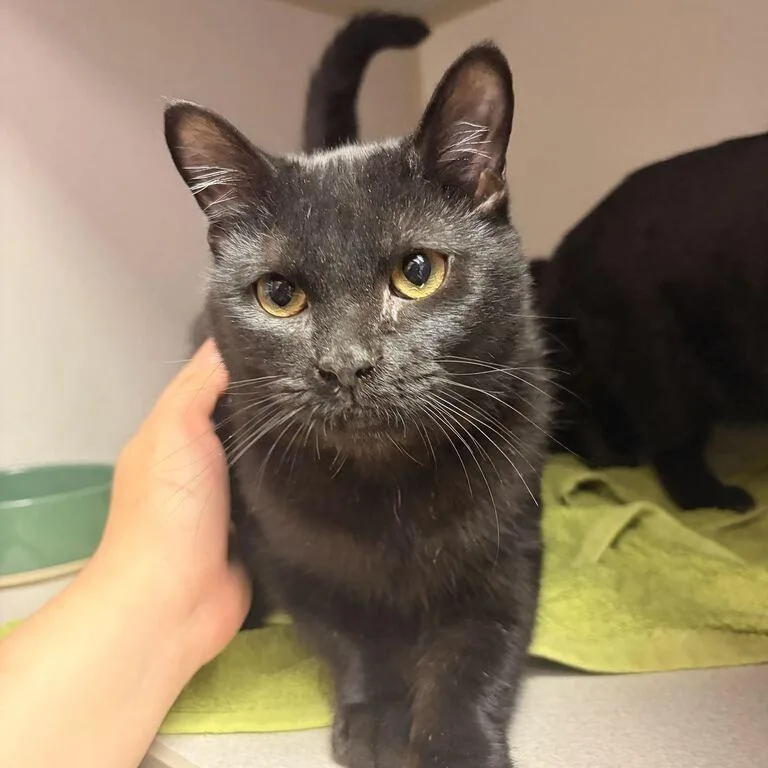 A young small-sized male Black Domestic Short Hair cat named Lolo for adoption in Davenport, IA