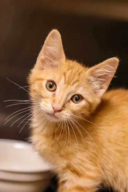 A baby small-sized female Domestic Short Hair cat named Peaches for adoption in Dothan, AL