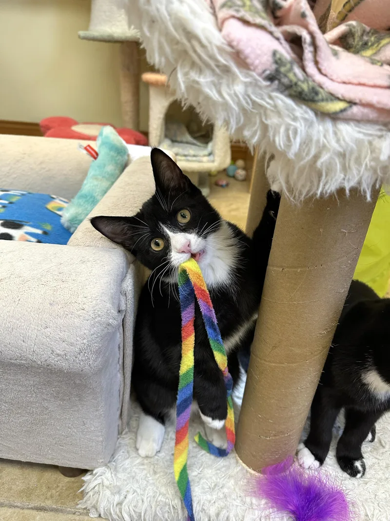 A baby medium-sized male Black & White / Tuxedo Domestic Short Hair cat named Chip for adoption in Crystal Lake, IL