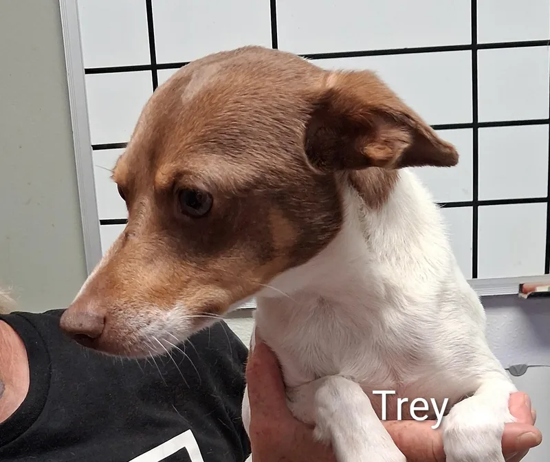 An adult small-sized male Tricolor (Brown, Black, & White) Jack Russell Terrier dog named Trey for adoption in Maynardville, TN