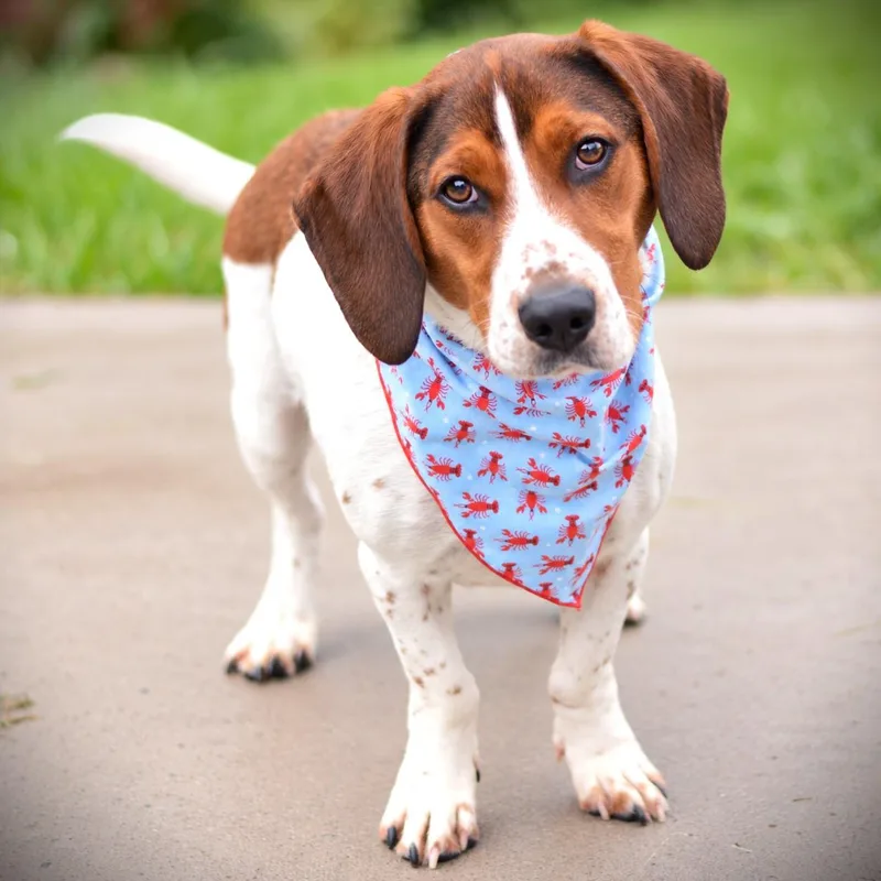An adult small-sized male Basset Hound dog named Shoeshine for adoption in Amsterdam, NY