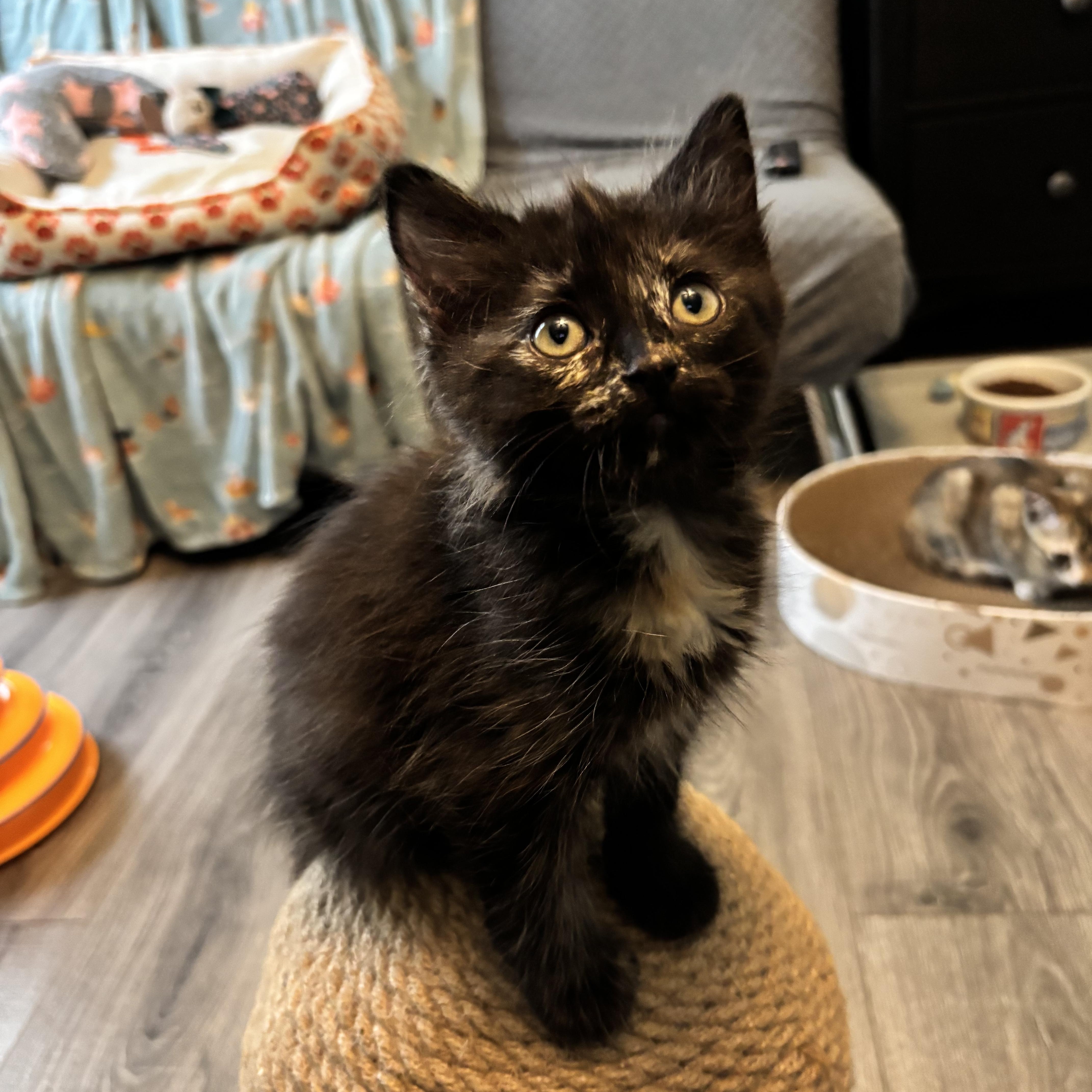 A baby medium-sized female Tortoiseshell Domestic Medium Hair cat named Fluff The Purrfect for adoption in Plano, TX