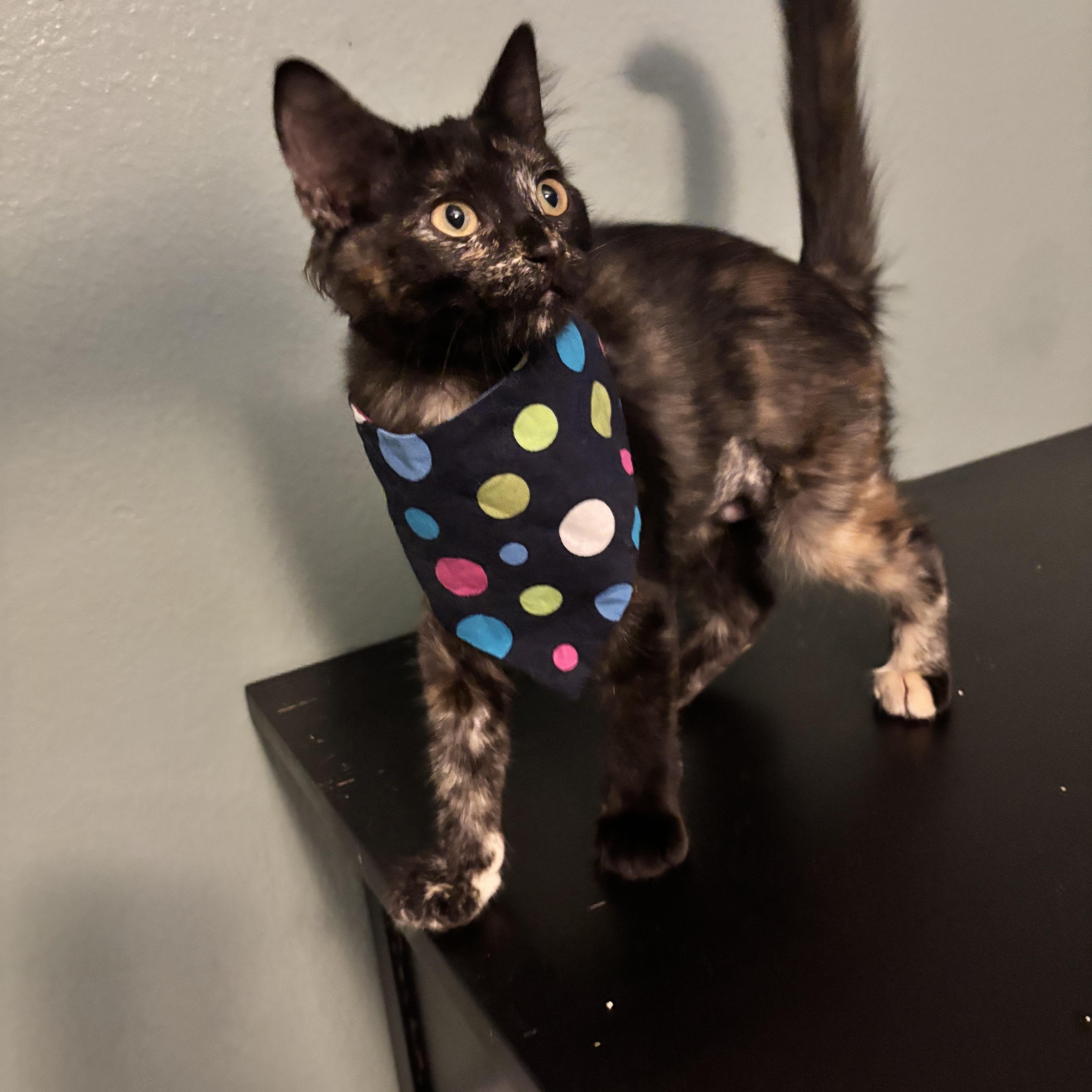 Fluff  The Purrfect thumbnail 2