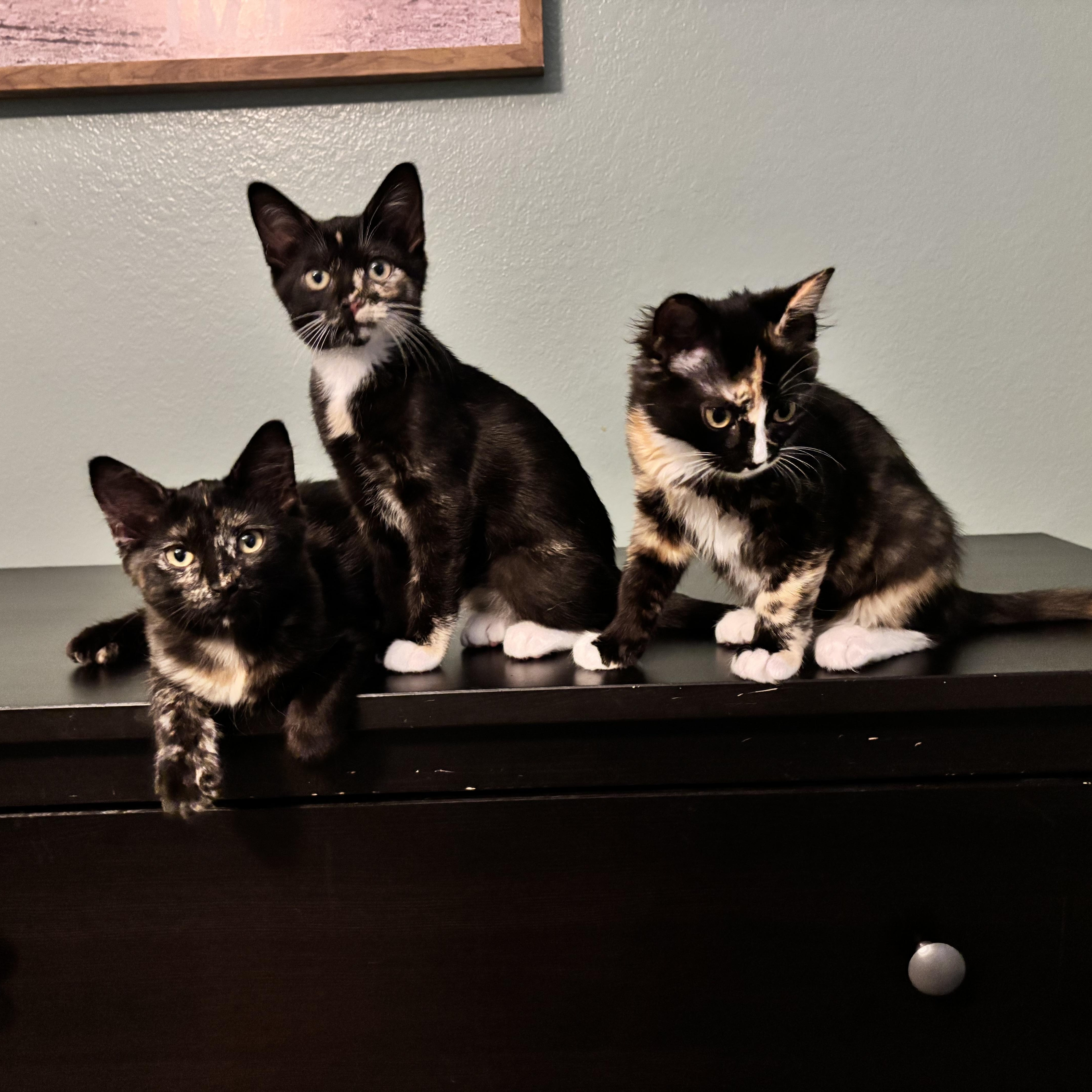 Fluff  The Purrfect thumbnail 3