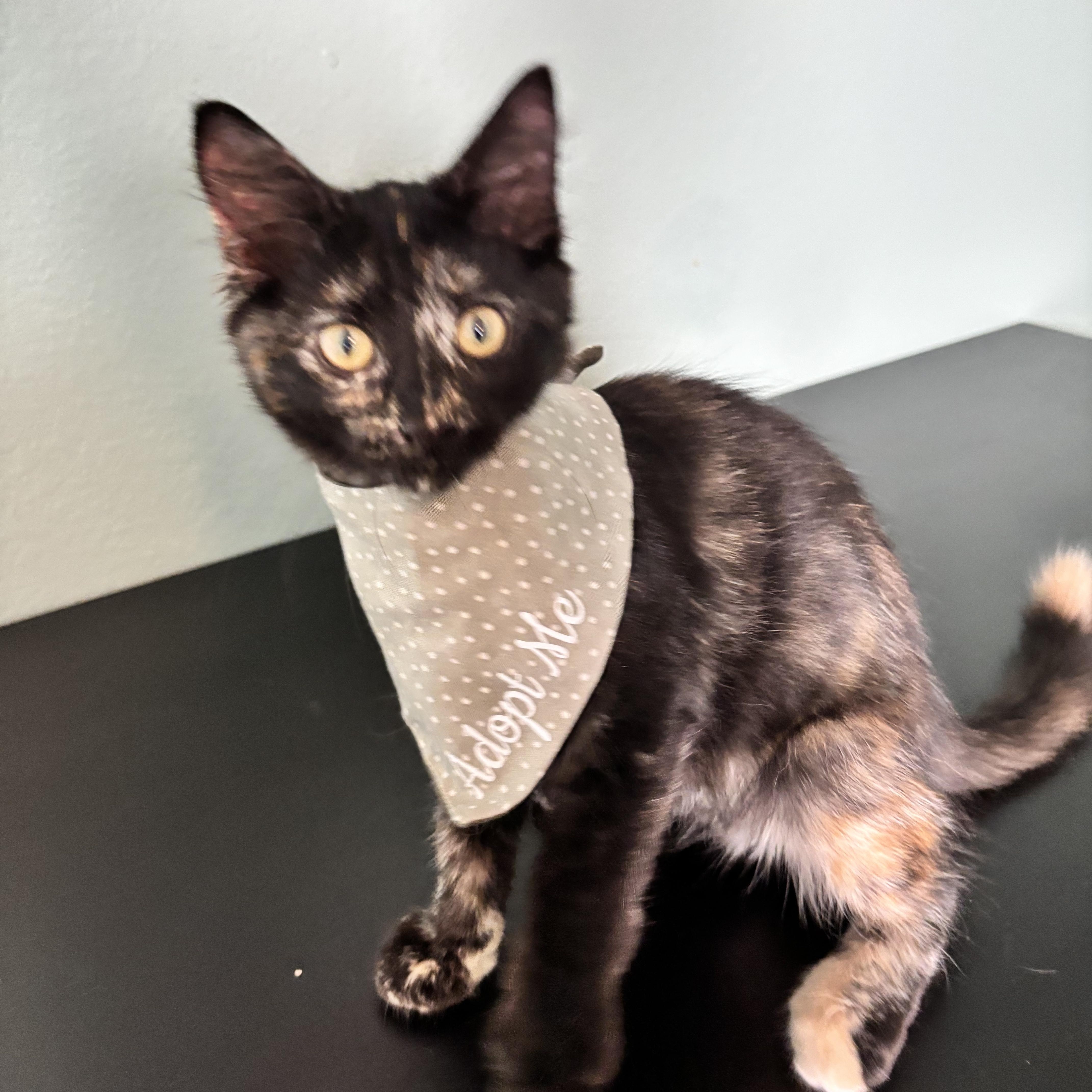 Fluff  The Purrfect thumbnail 4