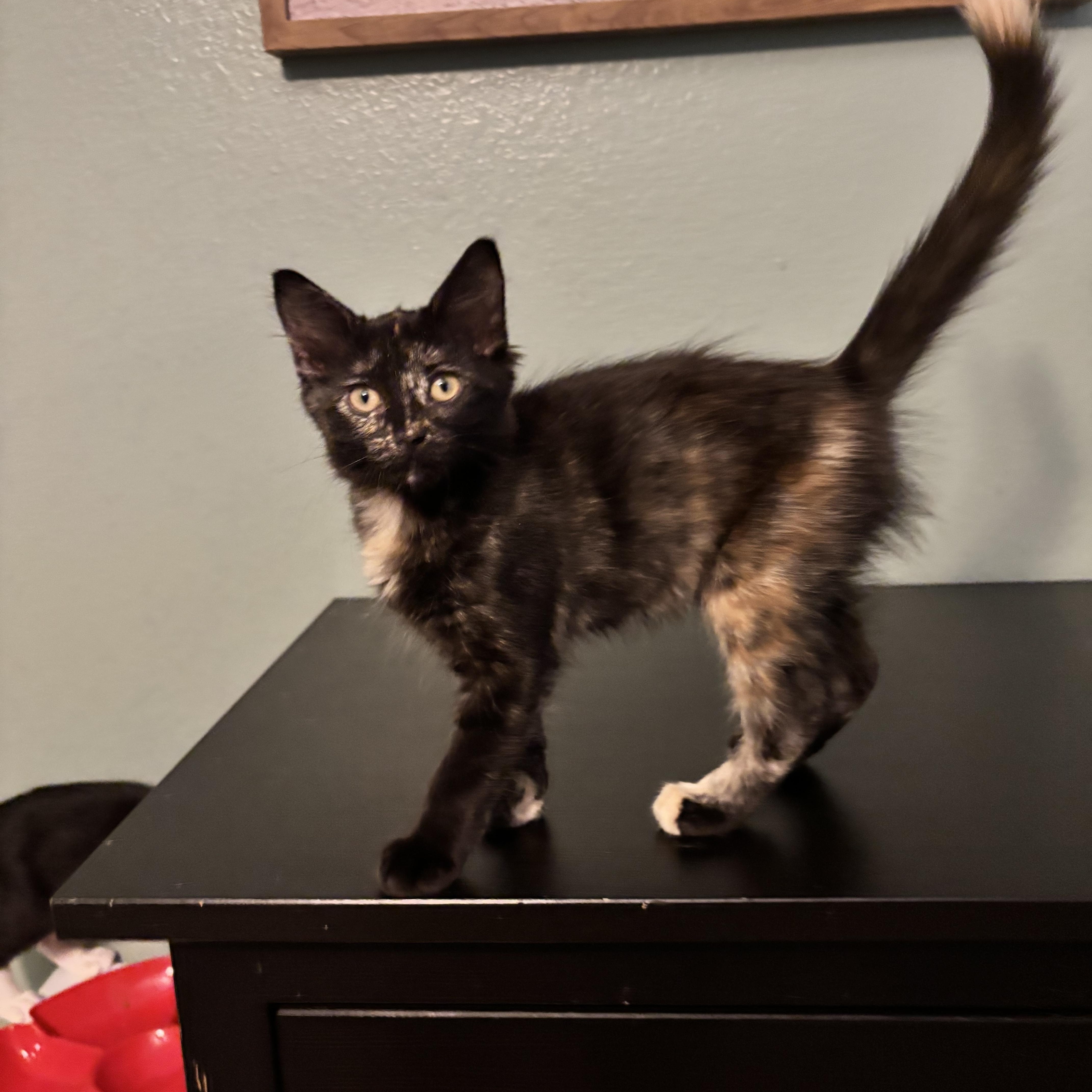 Fluff  The Purrfect thumbnail 5