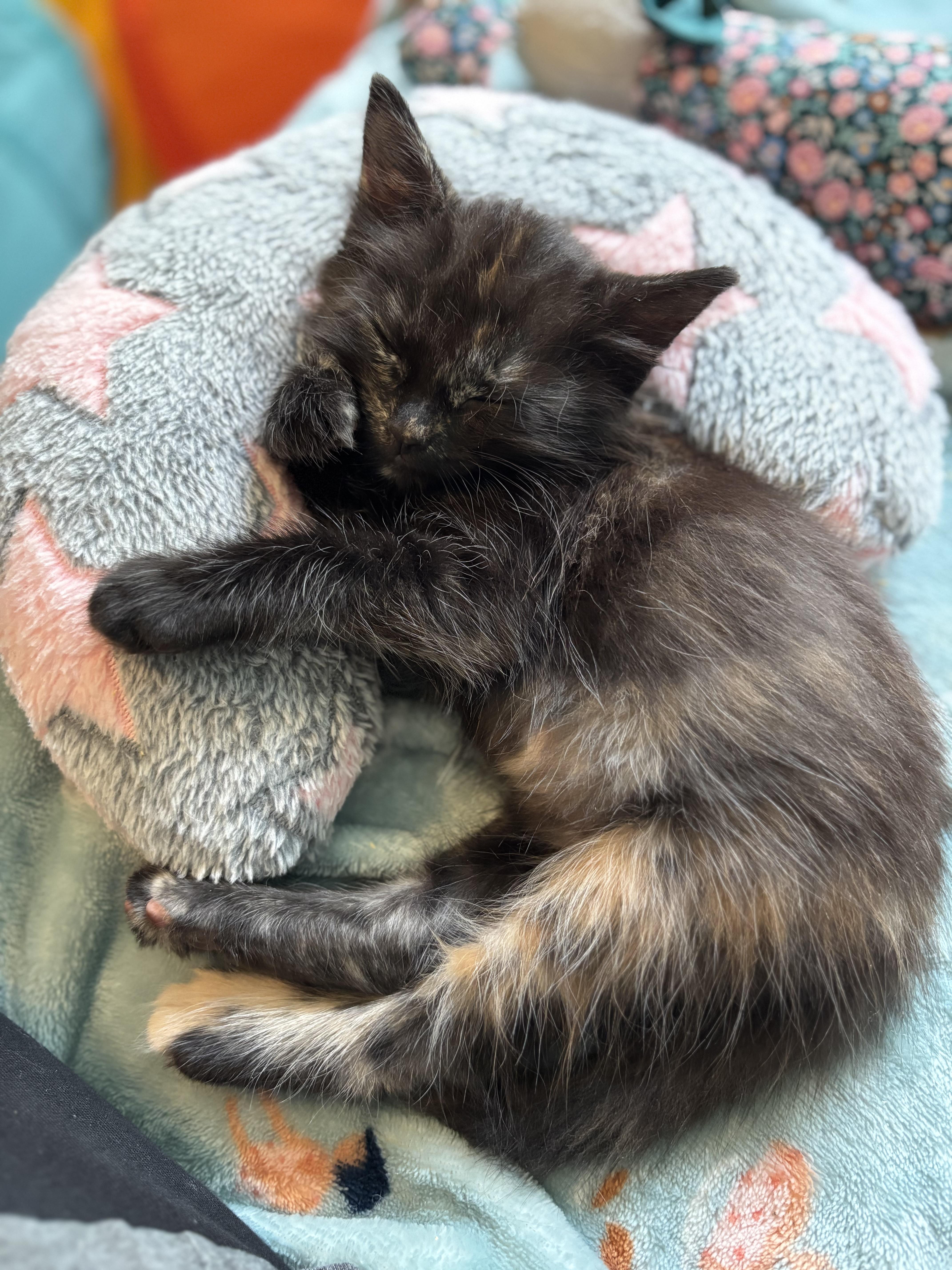 Fluff  The Purrfect thumbnail 6