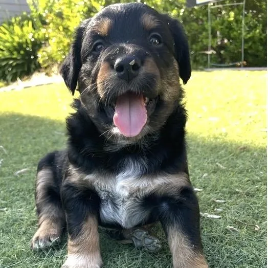 A baby medium-sized female Black Golden Retriever dog named Sedona for adoption in Santa Rosa, CA