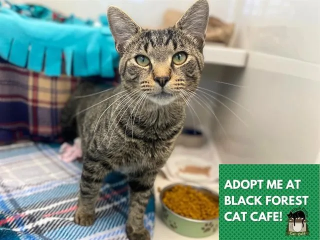 A young large-sized male Domestic Short Hair cat named Taz for adoption in Fort Wayne, IN