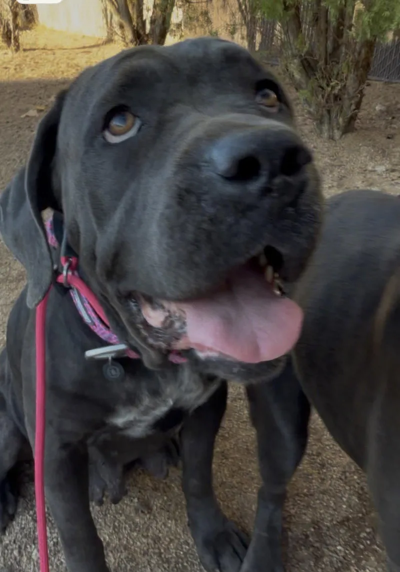A young extra large-sized female Cane Corso dog named Nova for adoption in Glendale, AZ