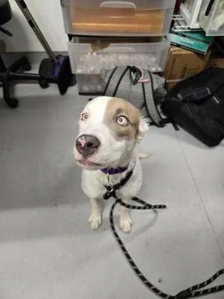 A baby medium-sized female Mixed Breed dog named Riley for adoption in West Chester, PA
