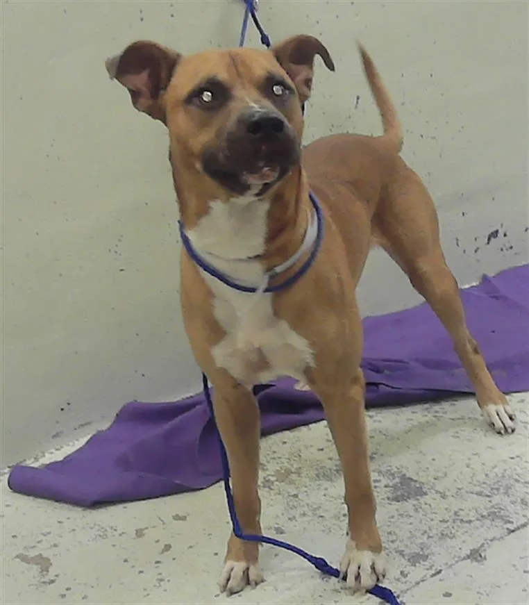 A young large-sized male Staffordshire Bull Terrier dog named Kyle for adoption in Houston, TX