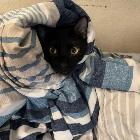 Black Panther thumbnail 3