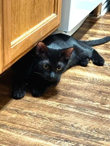 Black Panther thumbnail 4