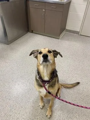 A senior medium-sized female German Shepherd Dog dog named Florence for adoption in Fishers, IN
