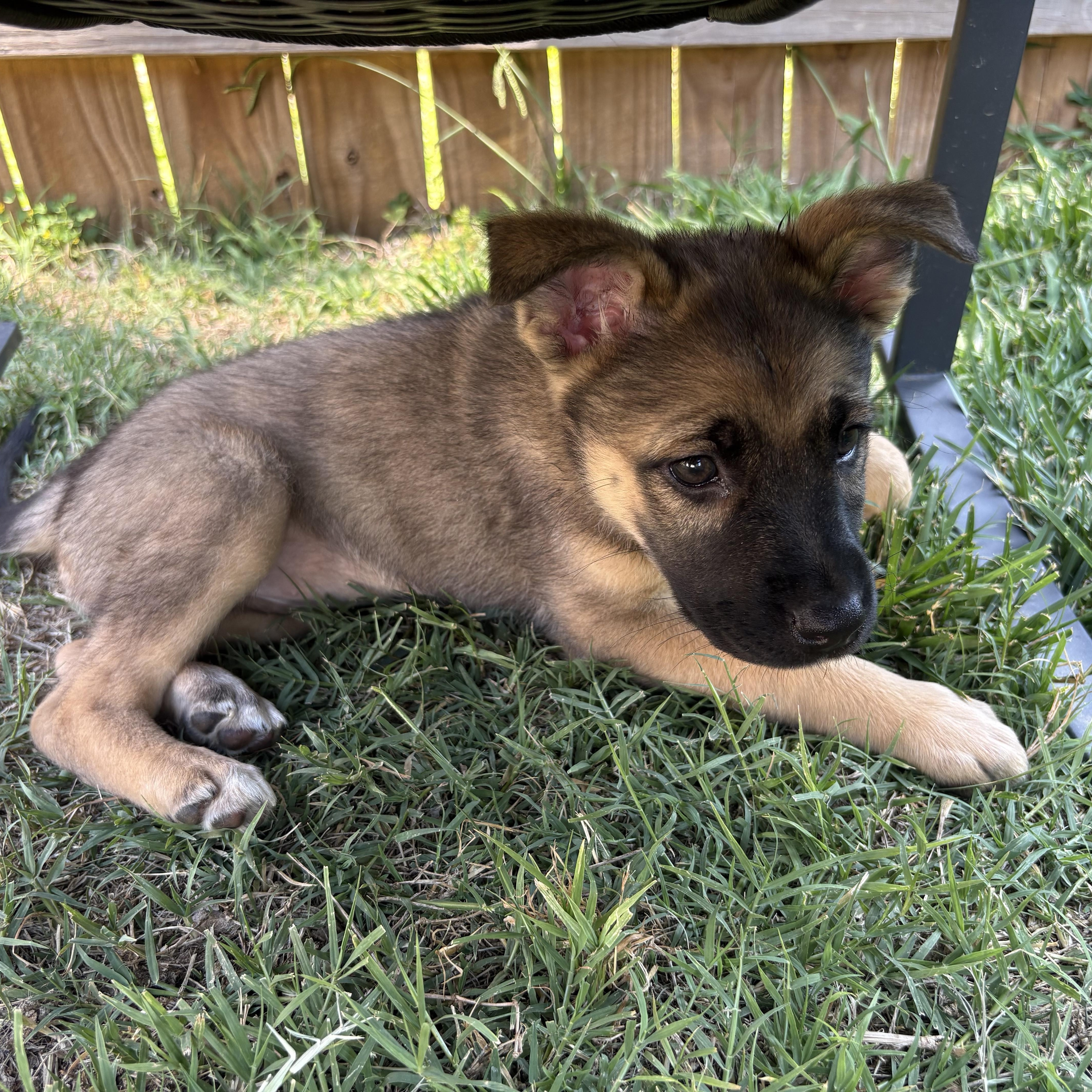 A baby medium-sized female Tricolor (Brown, Black, & White) Shepherd dog named Elsie for adoption in Kannapolis, NC