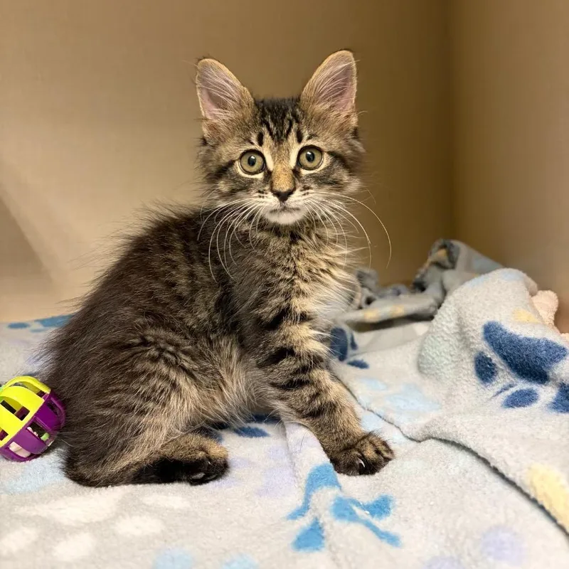 A baby small-sized male Black Domestic Short Hair cat named Furby for adoption in San Antonio, TX