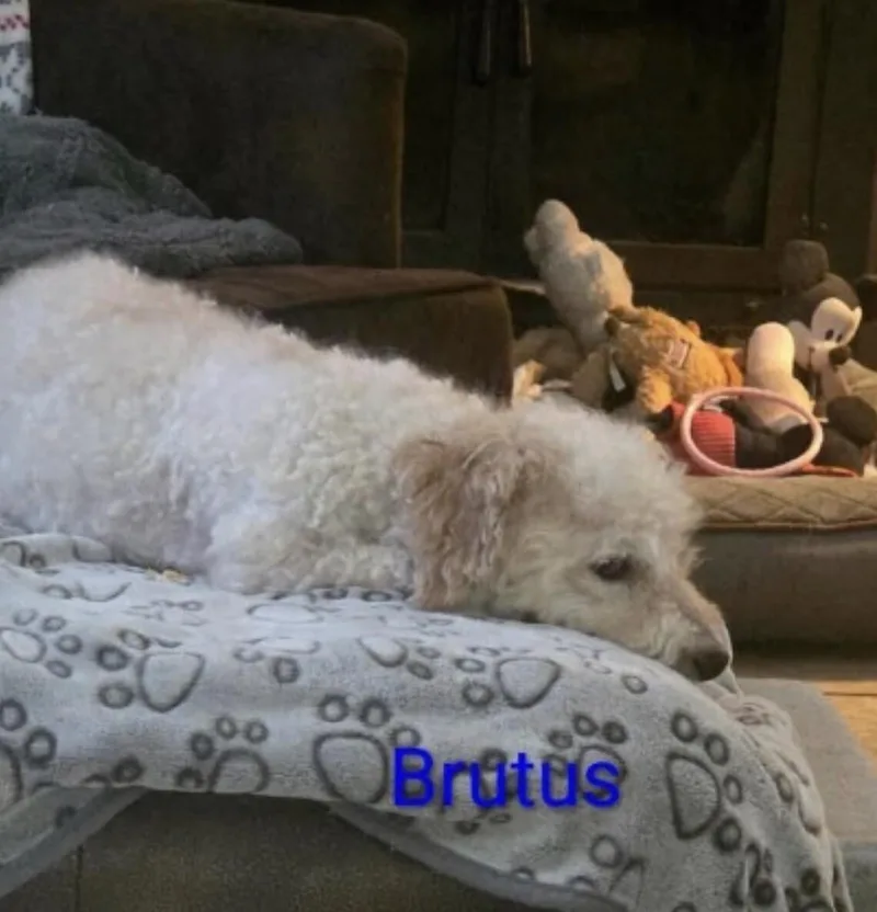 Brutus