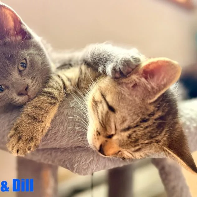 Dill thumbnail 4