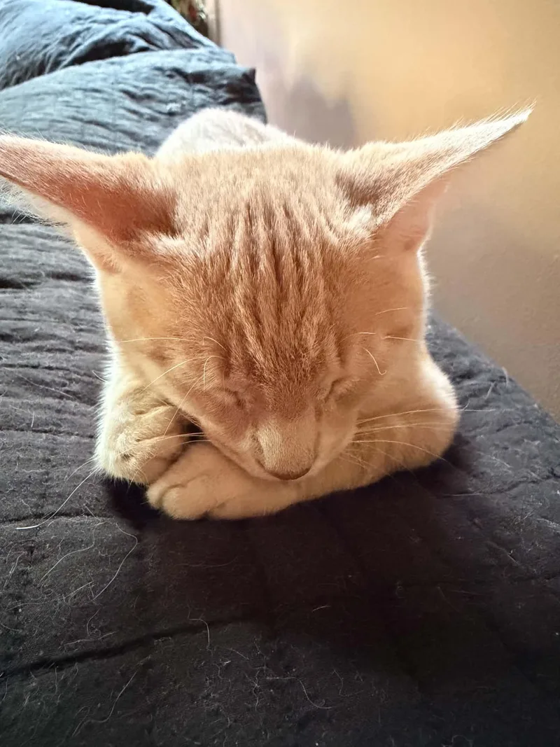 Jasper