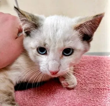 A baby small-sized female Domestic Short Hair cat named Pasta Alla Gricia for adoption in Burlington, WA
