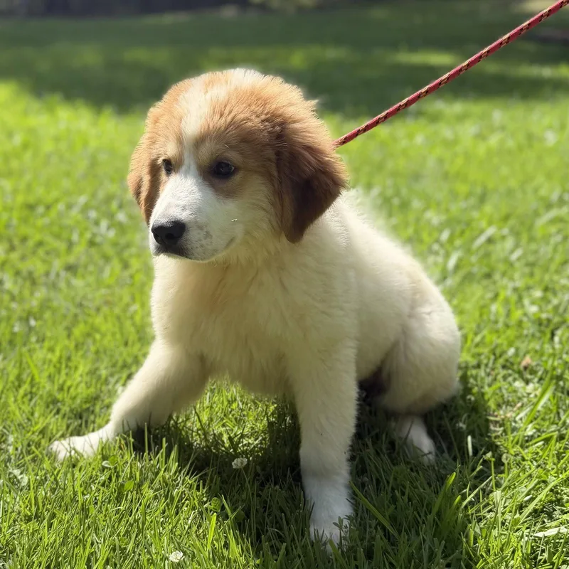 Quinn