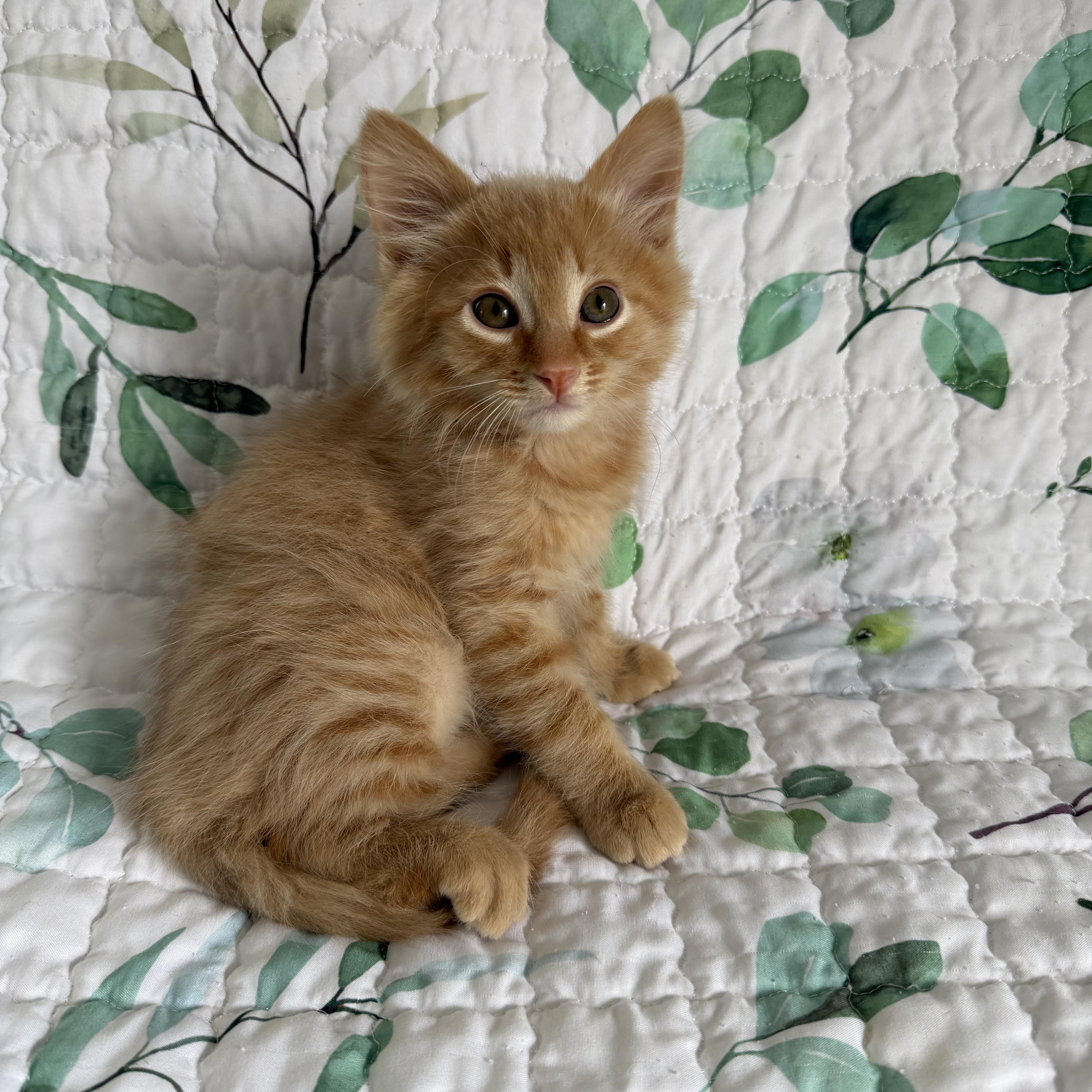A baby small-sized male Domestic Medium Hair cat named Reuben for adoption in Lacona, NY